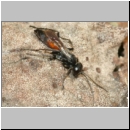 Arachnospila anceps - Wegwespe w008b 8mm - OS-Hasbergen-Lehmhuegel-det.jpg